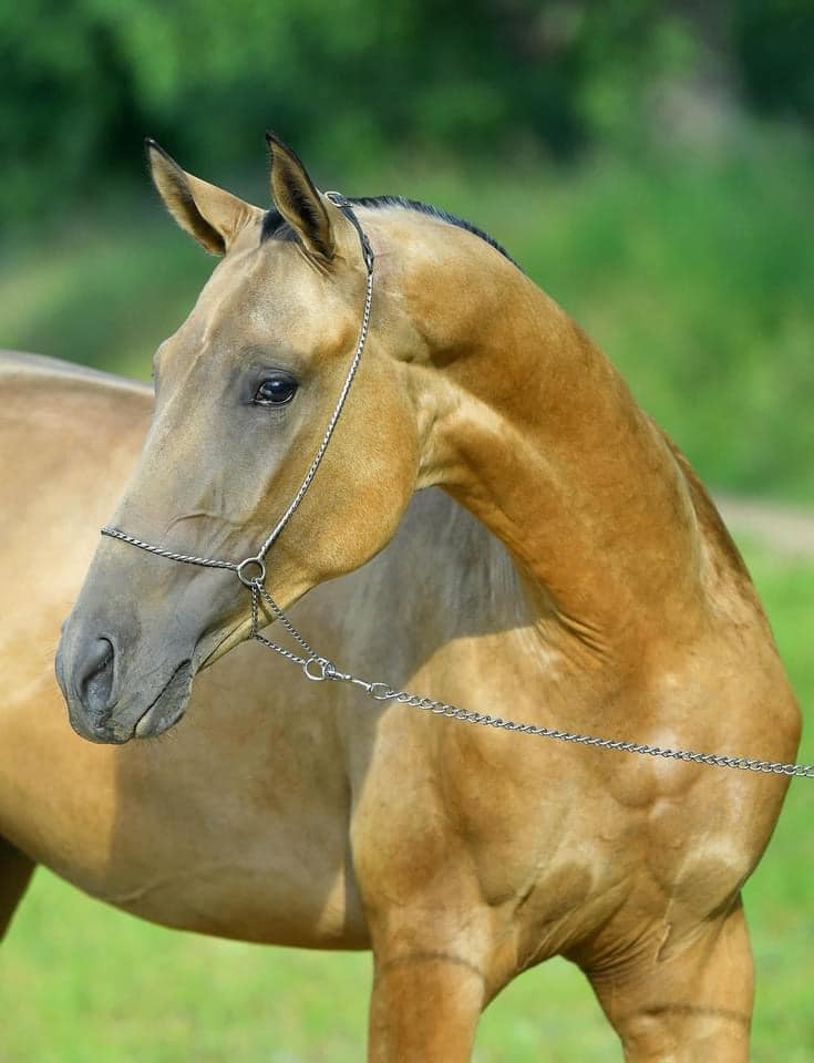 Akhal-Teke For Sale UK